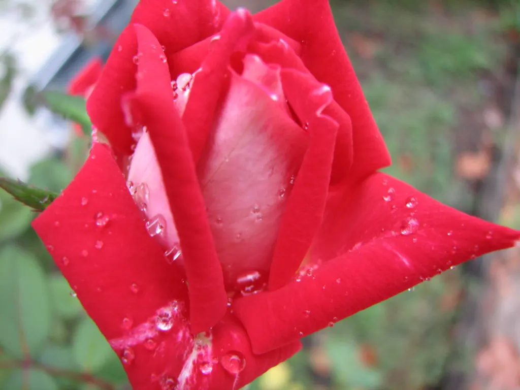 Double Delight&reg; Hybrid Tea Rose (Rosa 'Double Delight') — high-centered form typical of hybrid tea roses; making it a versatile candidate for, image 62