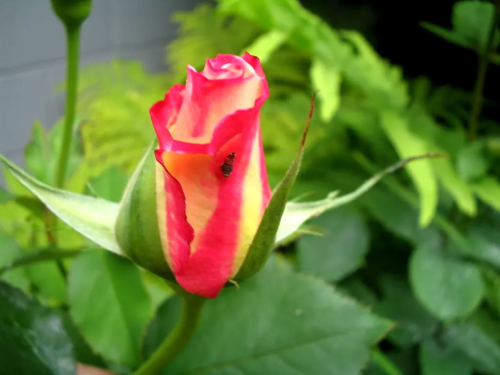 Double Delight&reg; Hybrid Tea Rose (Rosa 'Double Delight') — or commonly known as the Double Delight&reg; Hybrid Tea Rose; spicy aroma that lures, image 84