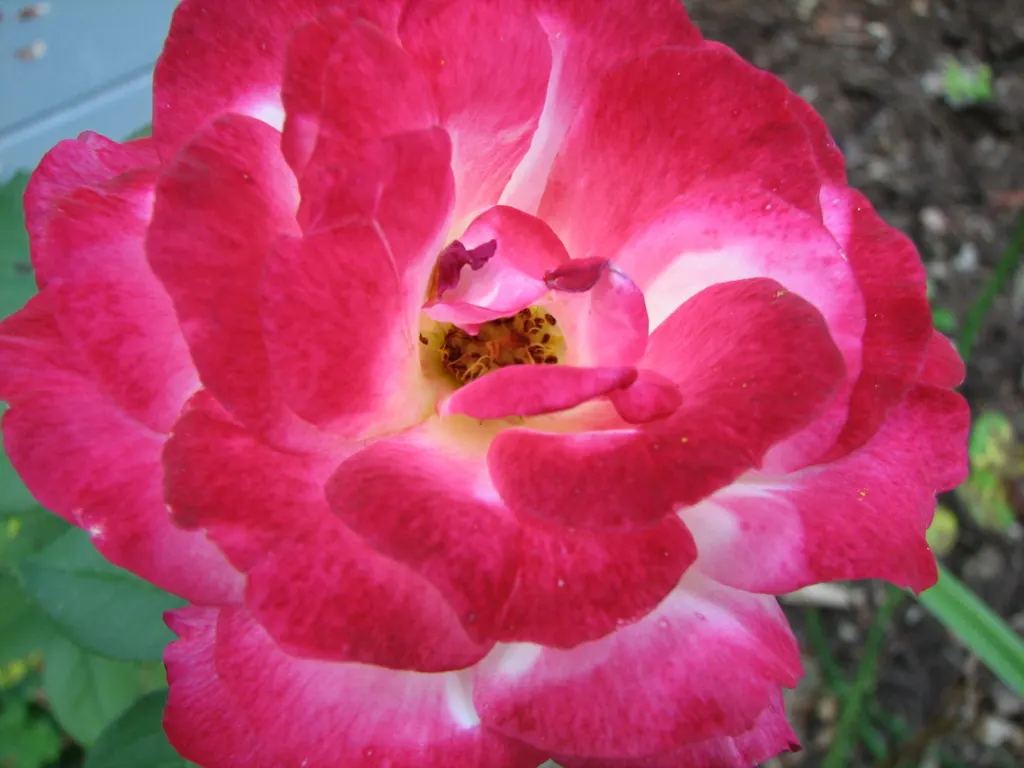 Double Delight&reg; Hybrid Tea Rose (Rosa 'Double Delight') — Each flower spans up to 5 inches across, exuding a potent, spicy fragrance; in a, image 55