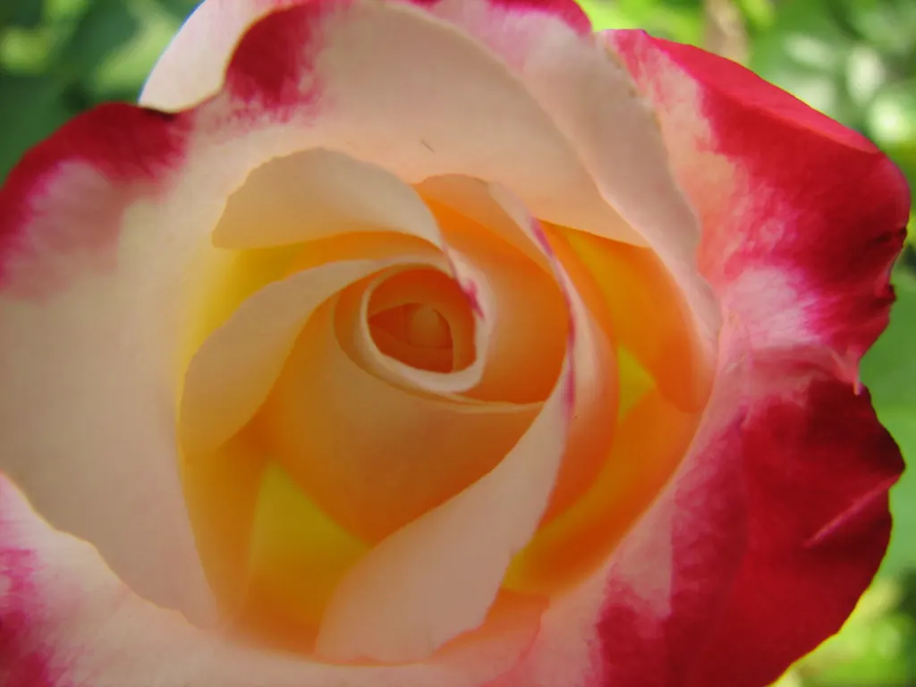 Double Delight&reg; Hybrid Tea Rose (Rosa 'Double Delight') — The Rosa 'Double Delight' is an enchanting hybrid tea rose; ideal for cutting, image 53