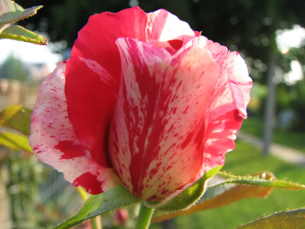 Double Delight&reg; Hybrid Tea Rose (Rosa 'Double Delight') — stands as an enchanting centerpiece in any garden design; is crucial to maintain its, image 85