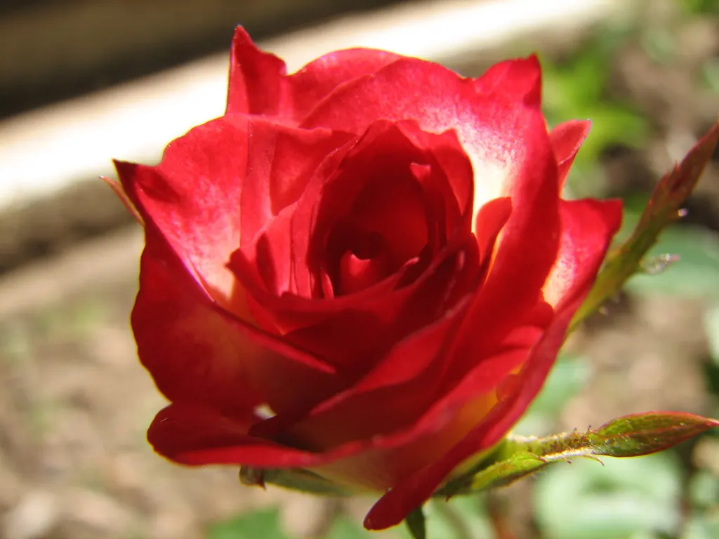 Double Delight&reg; Hybrid Tea Rose (Rosa 'Double Delight') — celebrated for its distinctive red-creamy white bicolor blooms; the petals enchant, image 80