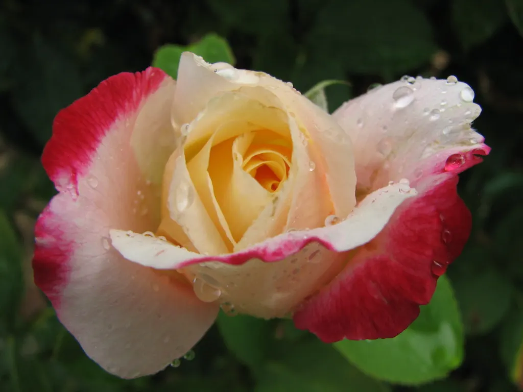 Double Delight&reg; Hybrid Tea Rose (Rosa 'Double Delight') — making it a versatile candidate for borders; multi-colored and red and white flowers, image 67