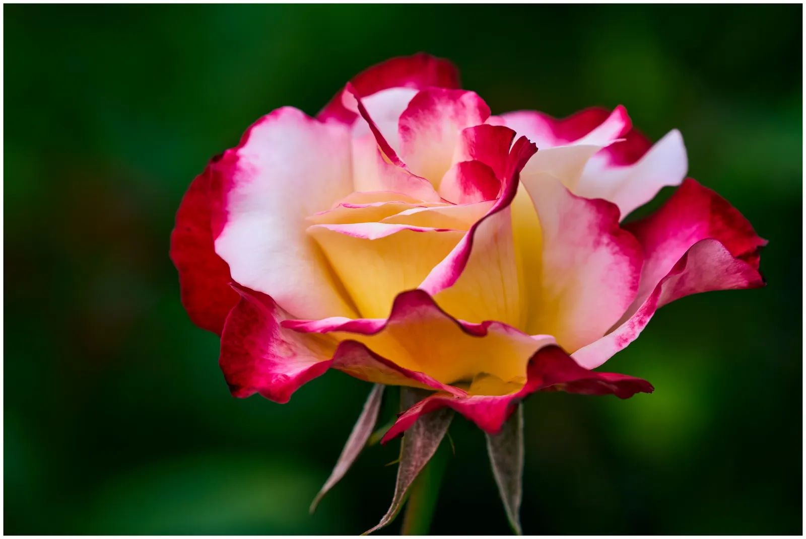Double Delight&reg; Hybrid Tea Rose (Rosa 'Double Delight') — Noted for its remarkable blooms; the Rosa 'Double Delight' is an enchanting hybrid, image 86