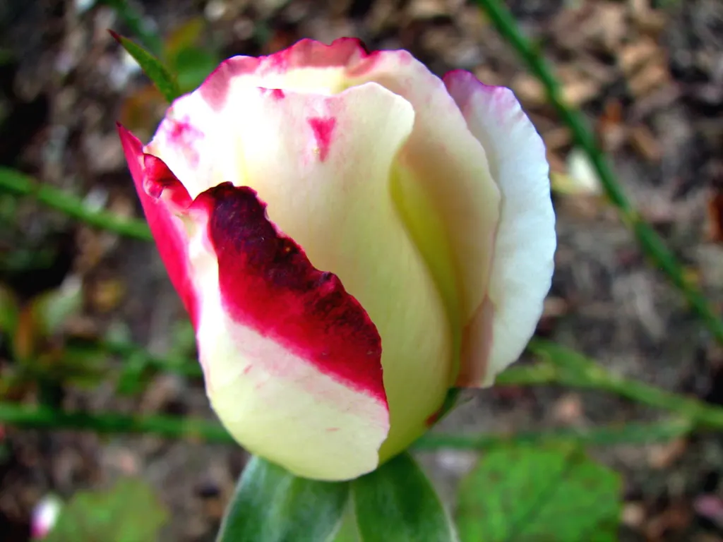 Double Delight&reg; Hybrid Tea Rose (Rosa 'Double Delight') — making it a versatile candidate for borders; multi-colored and red and white flowers, image 93