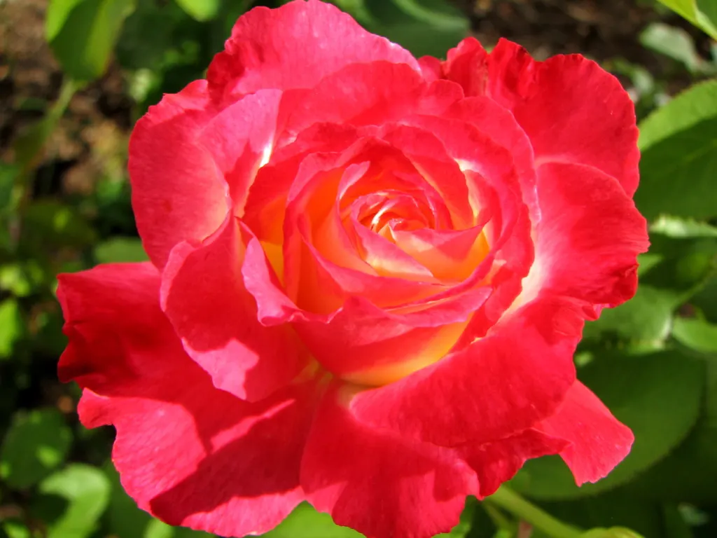 Double Delight&reg; Hybrid Tea Rose (Rosa 'Double Delight') — is crucial to maintain its vigor; stands as an enchanting centerpiece in any garden, image 72
