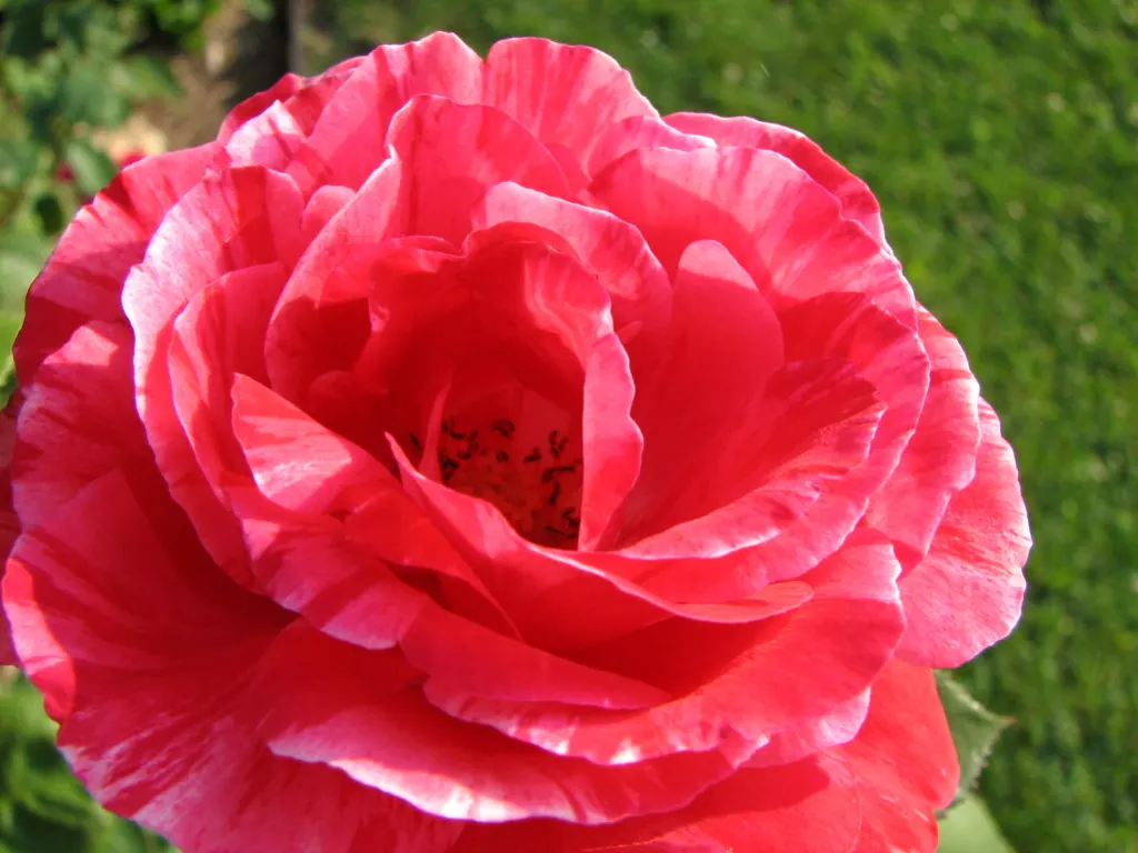 Double Delight&reg; Hybrid Tea Rose (Rosa 'Double Delight') — Prefers full sun, showcasing continuous blooms from late spring to frost in well-drained soil