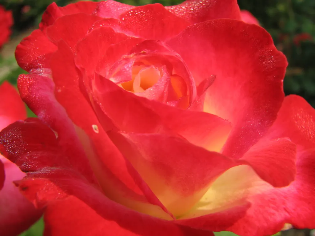 Double Delight&reg; Hybrid Tea Rose (Rosa 'Double Delight') — strawberry red towards the edges; each flower spans up to 5 inches across, exuding a potent