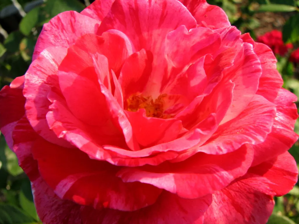 Double Delight&reg; Hybrid Tea Rose (Rosa 'Double Delight') — The Rosa 'Double Delight' is an enchanting hybrid tea rose; ideal for cutting, image 79