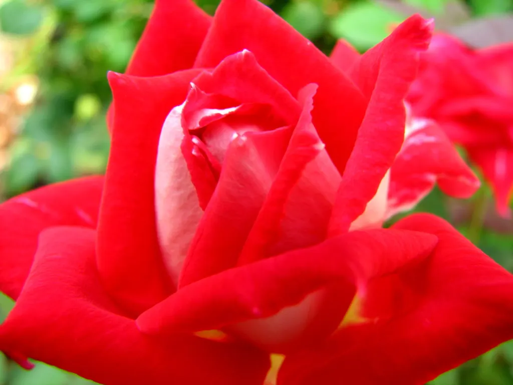Double Delight&reg; Hybrid Tea Rose (Rosa 'Double Delight') — Prefers full sun, showcasing continuous blooms from late spring to frost in, image 57