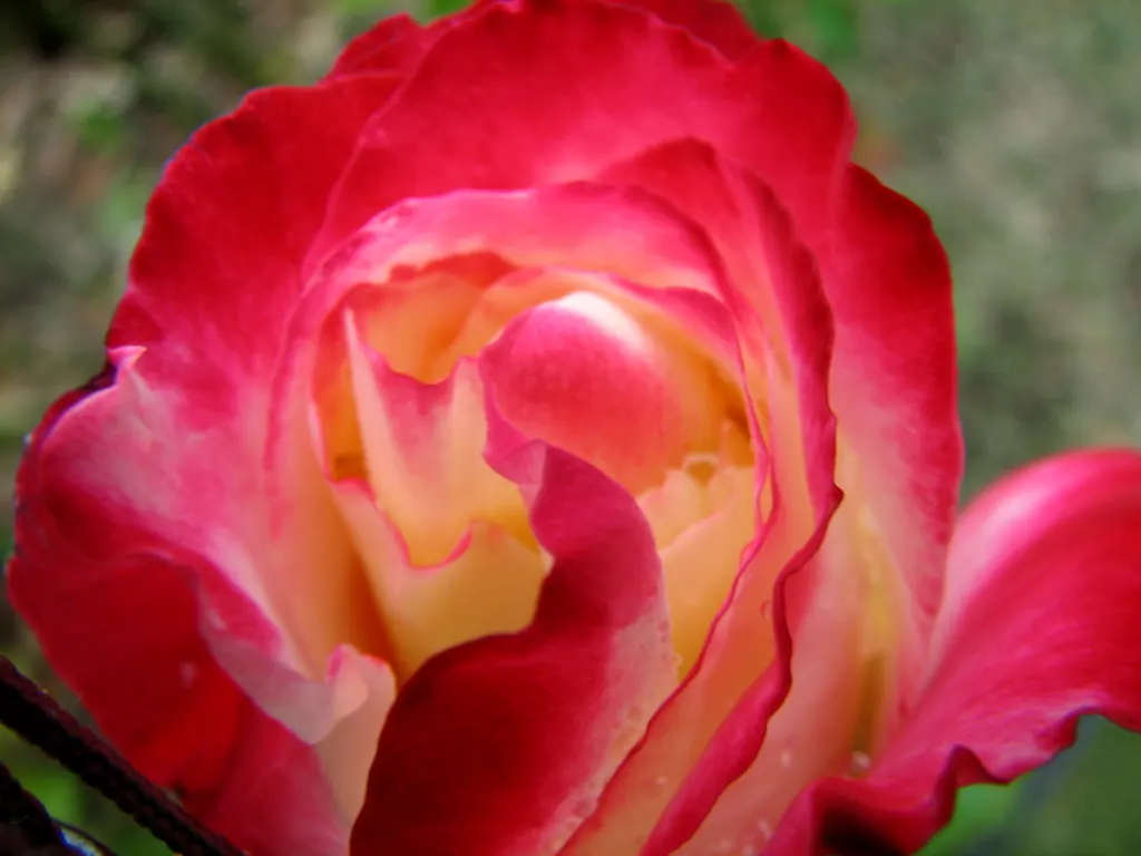 Double Delight&reg; Hybrid Tea Rose (Rosa 'Double Delight') — in a sunny location receiving at least 6 hours of direct sunlight per day; especially during dry