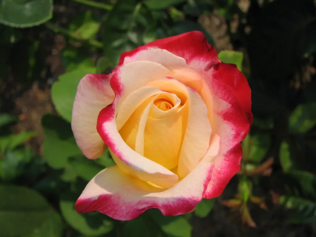 Double Delight&reg; Hybrid Tea Rose (Rosa 'Double Delight') — strawberry red towards the edges; each flower spans up to 5 inches across, exuding a, image 64