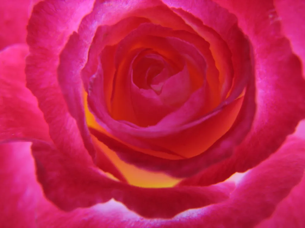 Double Delight&reg; Hybrid Tea Rose (Rosa 'Double Delight') — The petals enchant with their coloration - creamy white at the base; pruning in late, image 63
