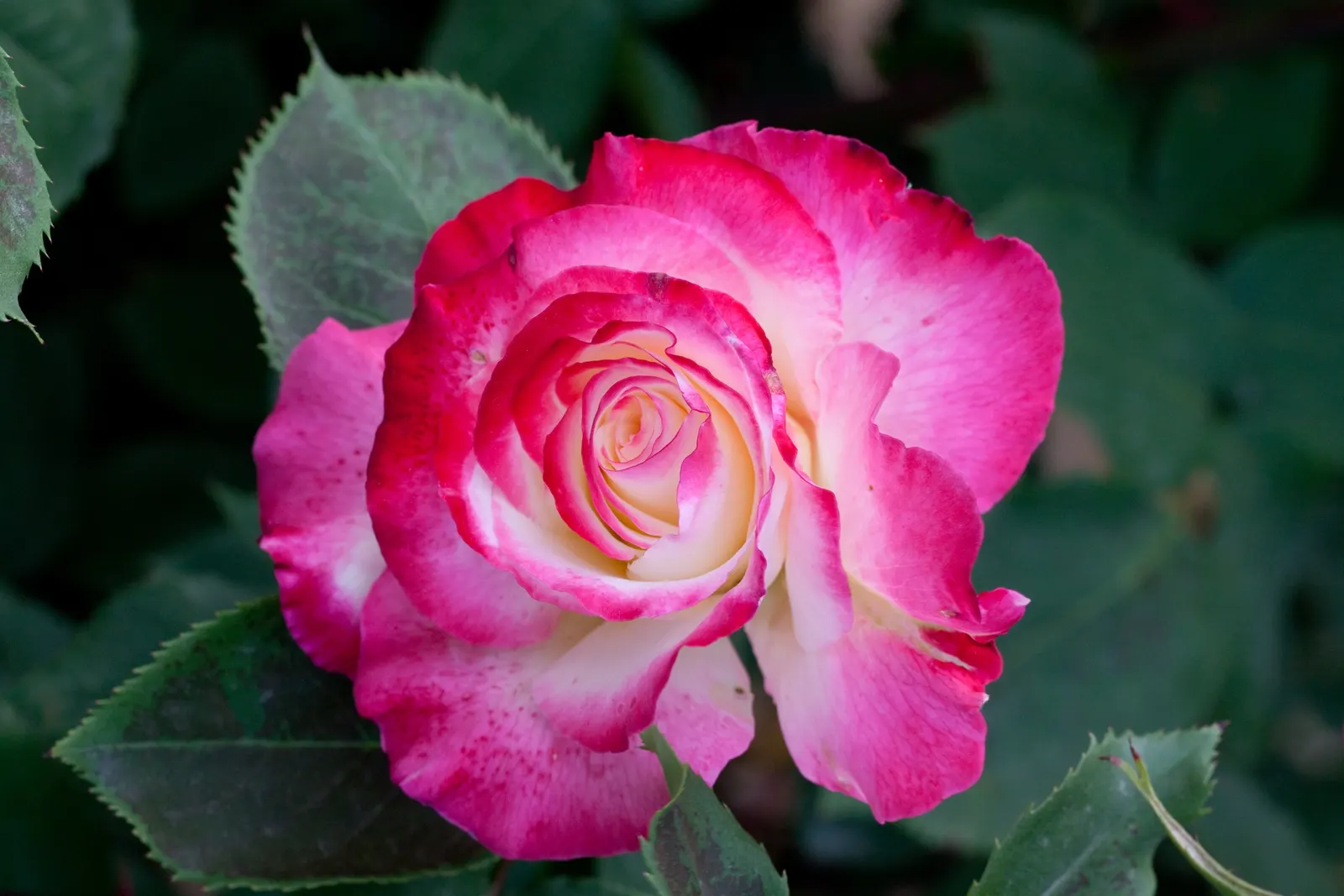 Double Delight&reg; Hybrid Tea Rose (Rosa 'Double Delight') — making it a versatile candidate for borders