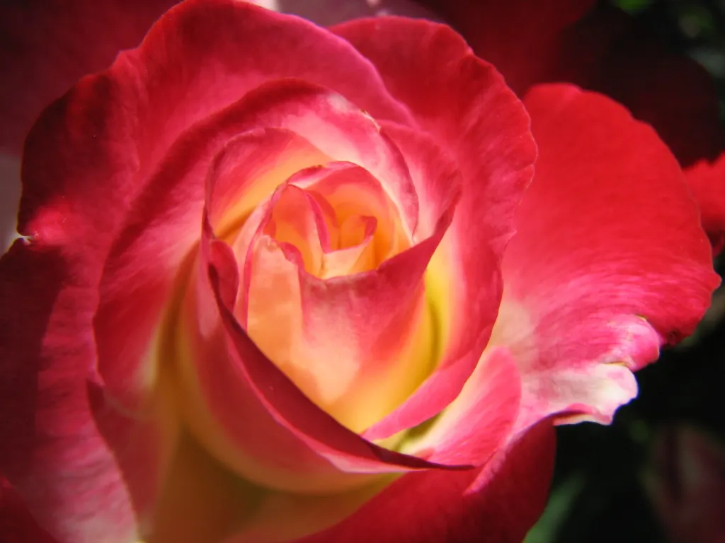 Double Delight&reg; Hybrid Tea Rose (Rosa 'Double Delight') — high-centered form typical of hybrid tea roses; making it a versatile candidate for borders