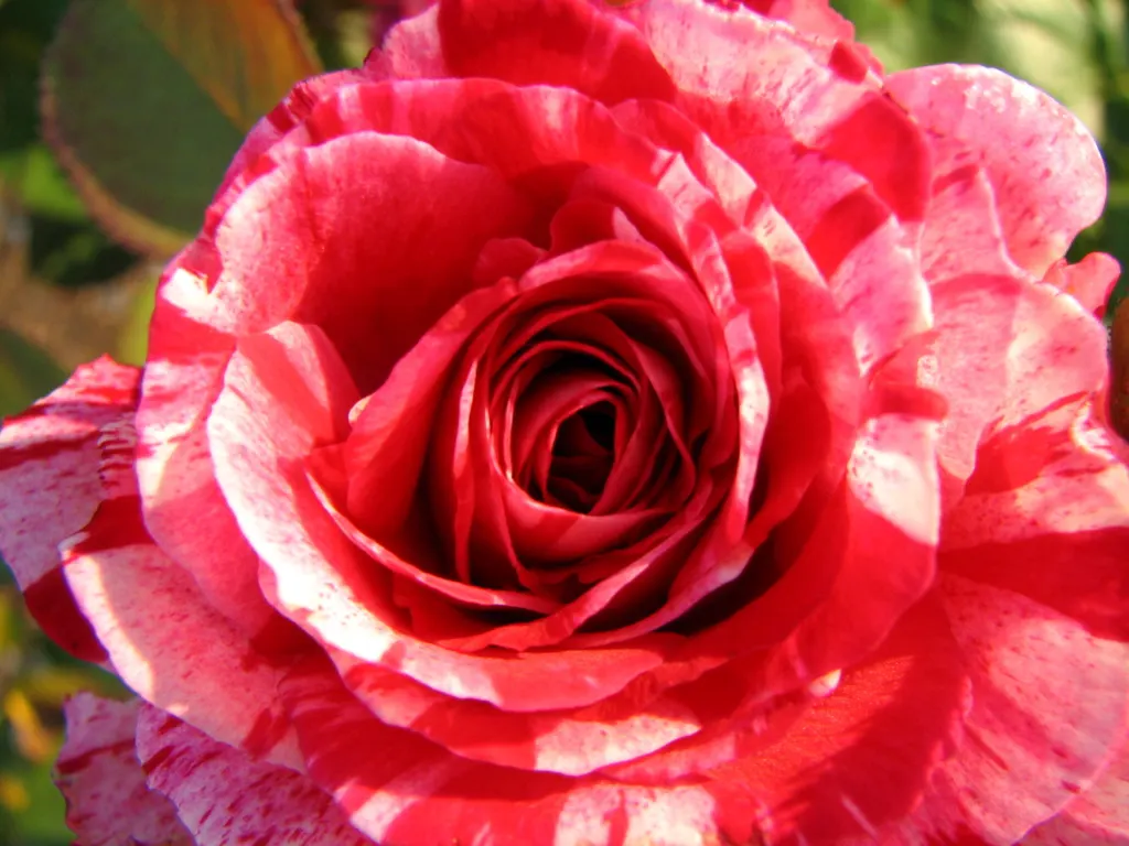 Double Delight&reg; Hybrid Tea Rose (Rosa 'Double Delight') — especially during dry periods; shrub for full, image 97