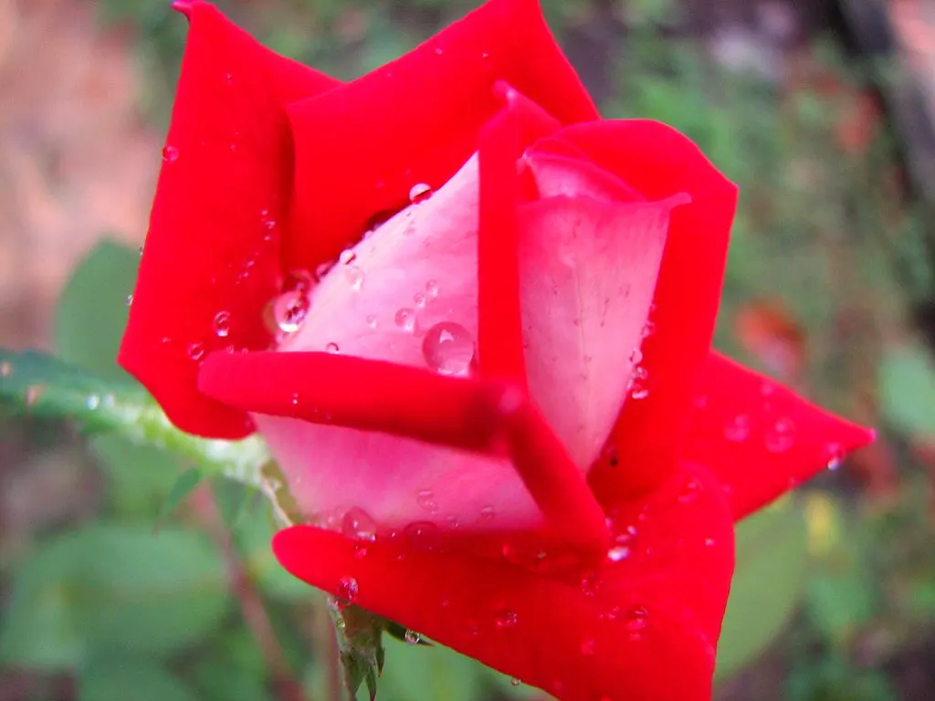 Double Delight&reg; Hybrid Tea Rose (Rosa 'Double Delight') — especially during dry periods