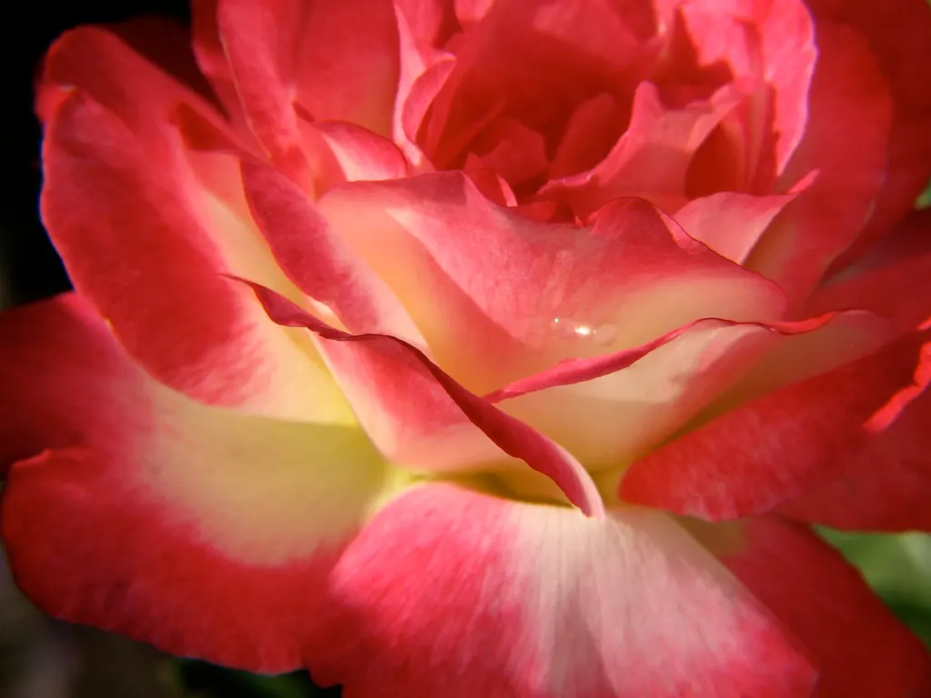Double Delight&reg; Hybrid Tea Rose (Rosa 'Double Delight') — or commonly known as the Double Delight&reg; Hybrid Tea Rose
