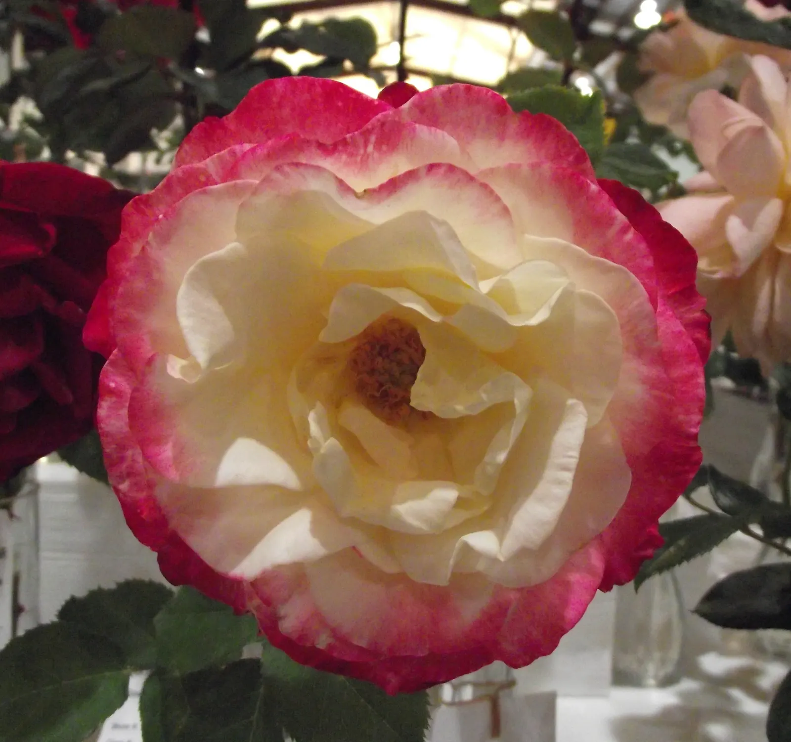 Double Delight&reg; Hybrid Tea Rose (Rosa 'Double Delight') — Ideal for cutting gardens, this rose reaches 3 to 5 feet in height with a 2 to 3-foot, image 30