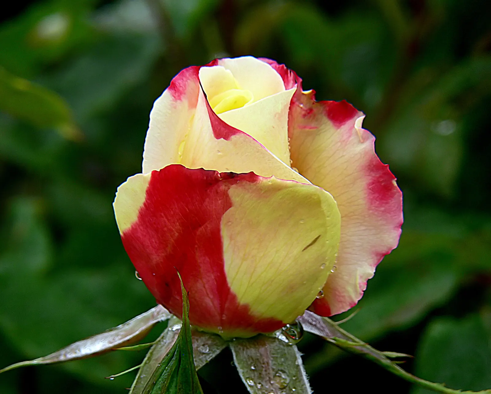 Double Delight&reg; Hybrid Tea Rose (Rosa 'Double Delight') — plant Rosa 'Double Delight' in well-draining soil supplemented with organic matter