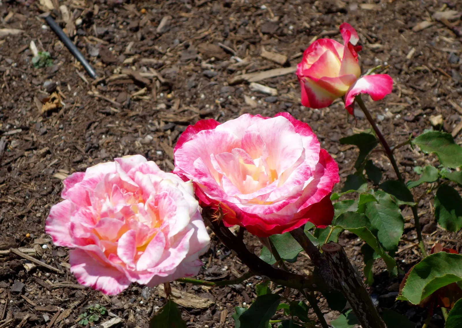 Double Delight&reg; Hybrid Tea Rose (Rosa 'Double Delight') — is crucial to maintain its vigor
