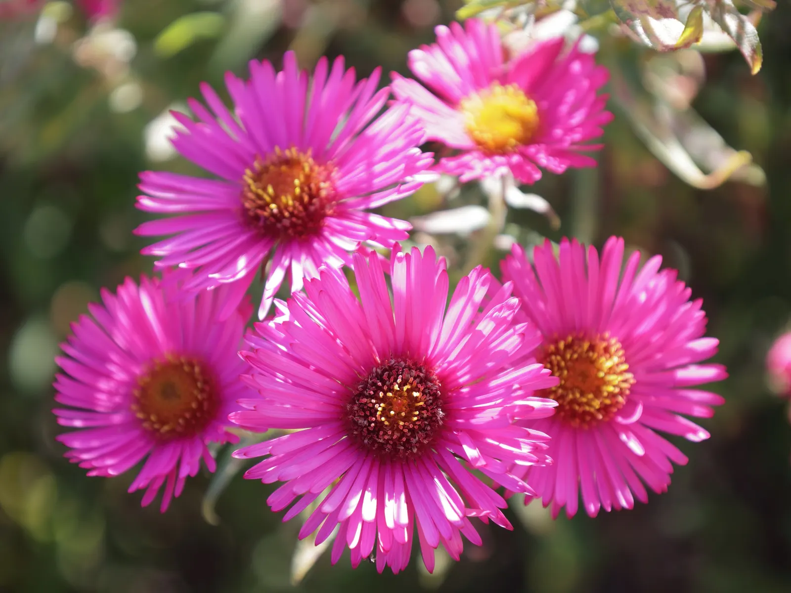 September Ruby New England Aster (Aster Novae-Angliae 'September Ruby') — It flourishes in full sun to partial shade and prefers well-drained soil