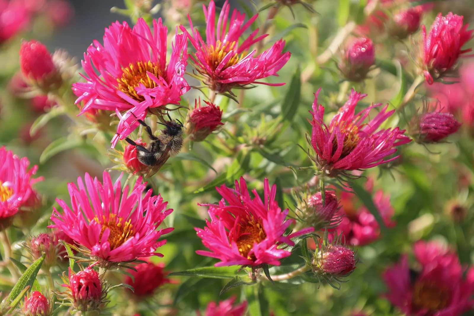September Ruby New England Aster (Aster Novae-Angliae 'September Ruby') — A favorite for attracting butterflies
