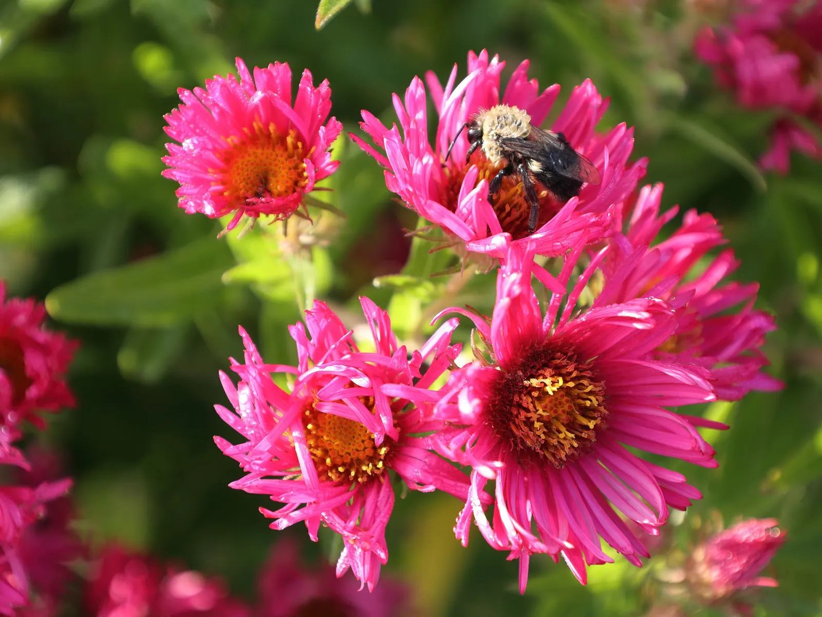 September Ruby New England Aster (Aster Novae-Angliae 'September Ruby') — boasting ruby-red blooms with sunny yellow centers