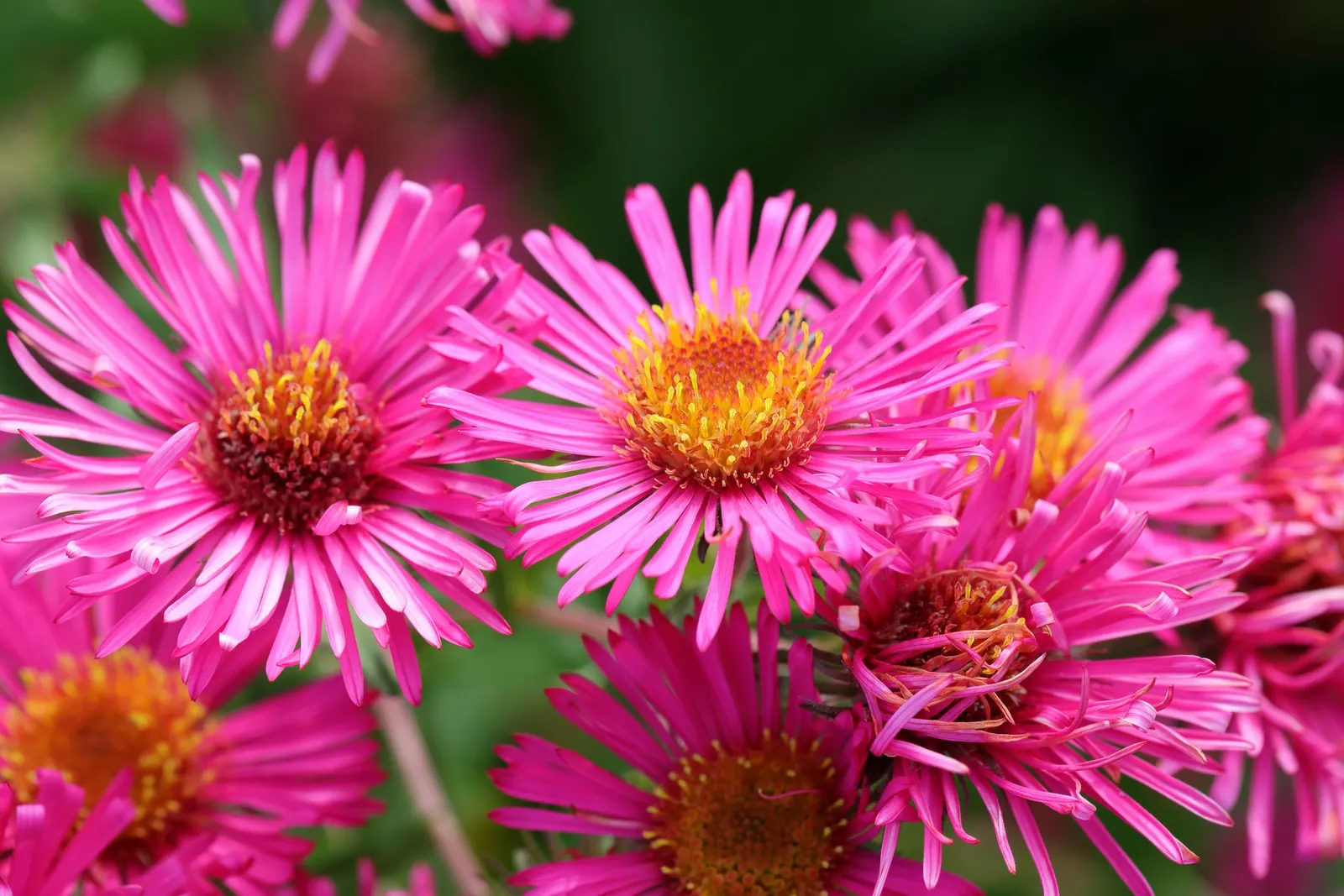 September Ruby New England Aster (Aster Novae-Angliae 'September Ruby') — scientifically named Aster novae-angliae 'September Ruby'