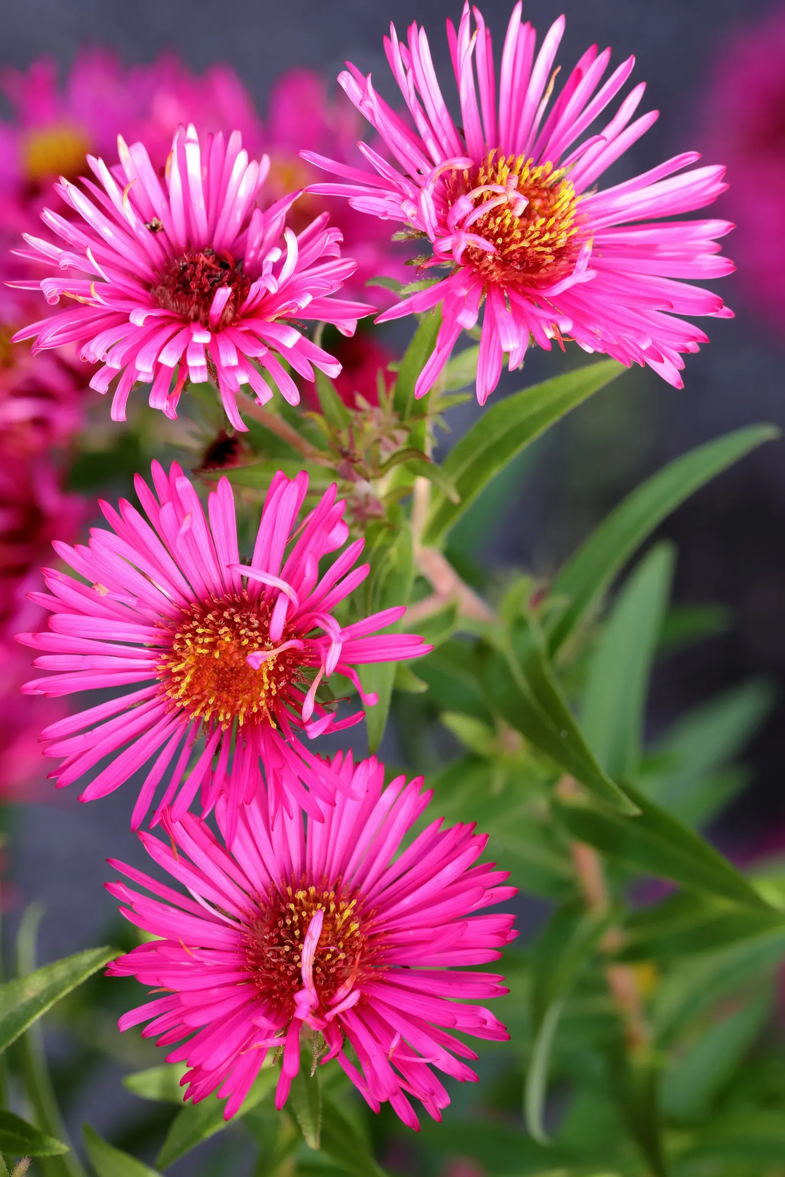 September Ruby New England Aster (Aster Novae-Angliae 'September Ruby') — adding a splash of late-season color to any landscape