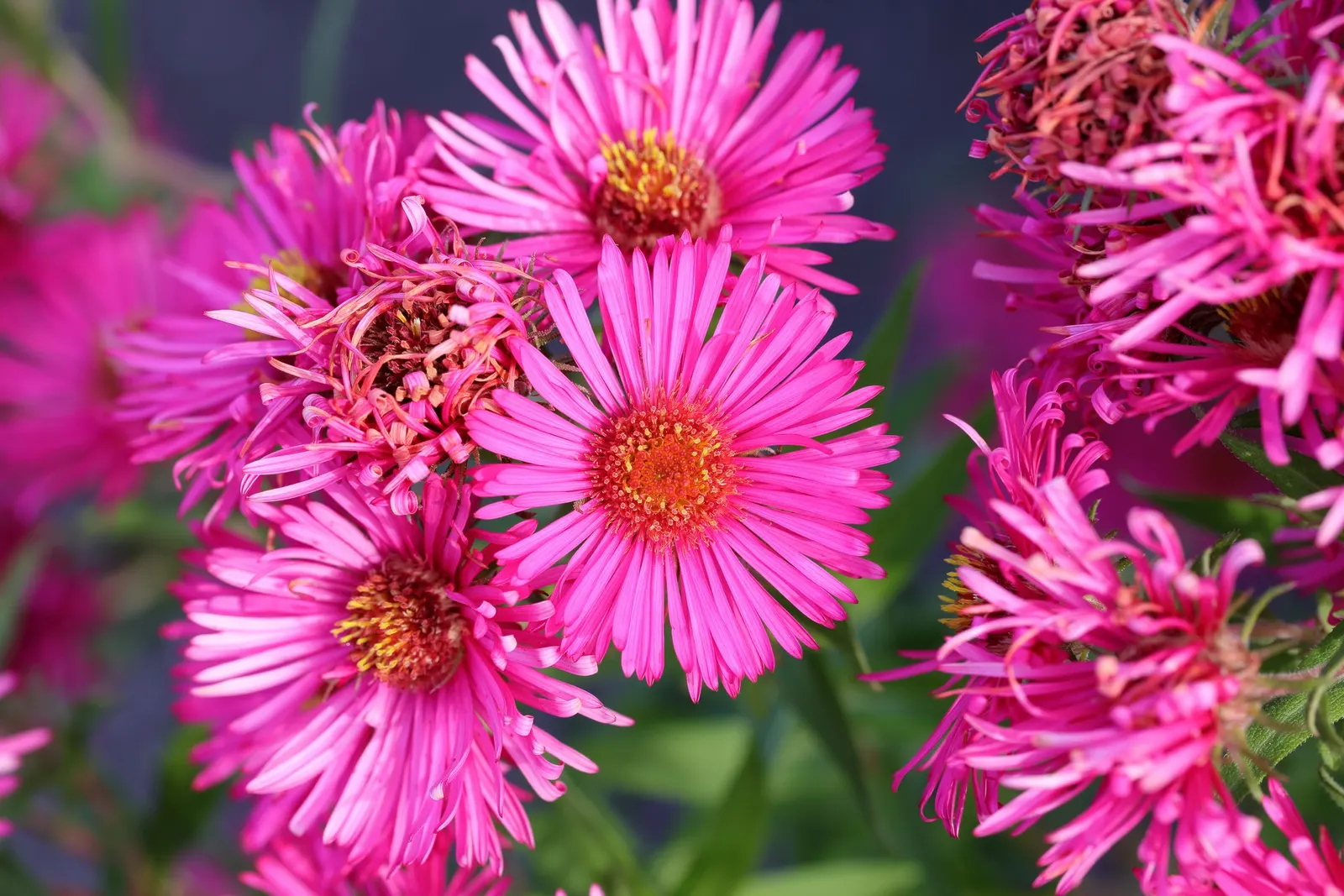September Ruby New England Aster (Aster Novae-Angliae 'September Ruby') — The September Ruby New England Aster (Aster novae-angliae 'September Ruby') is a