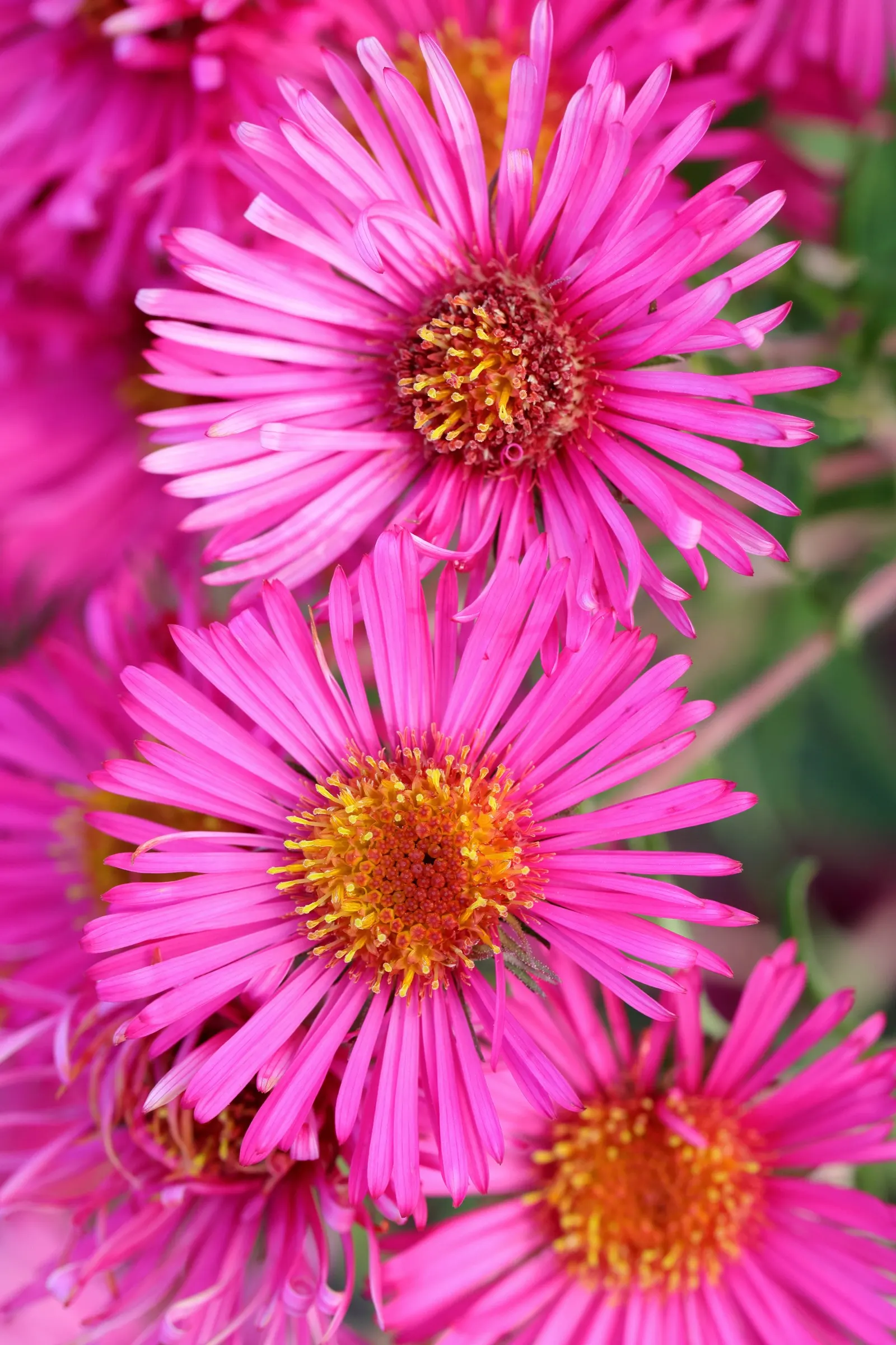 September Ruby New England Aster (Aster Novae-Angliae 'September Ruby') — it blooms in late summer to fall