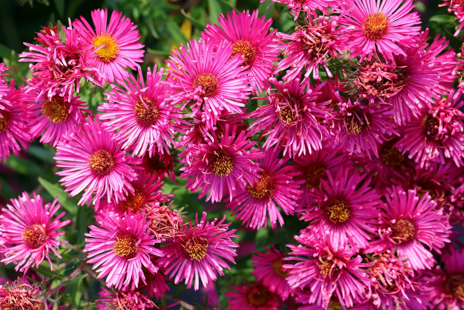 September Ruby New England Aster (Aster Novae-Angliae 'September Ruby') — Ideal for borders, this aster reaches 3-4 feet in height and spreads up to 2 feet