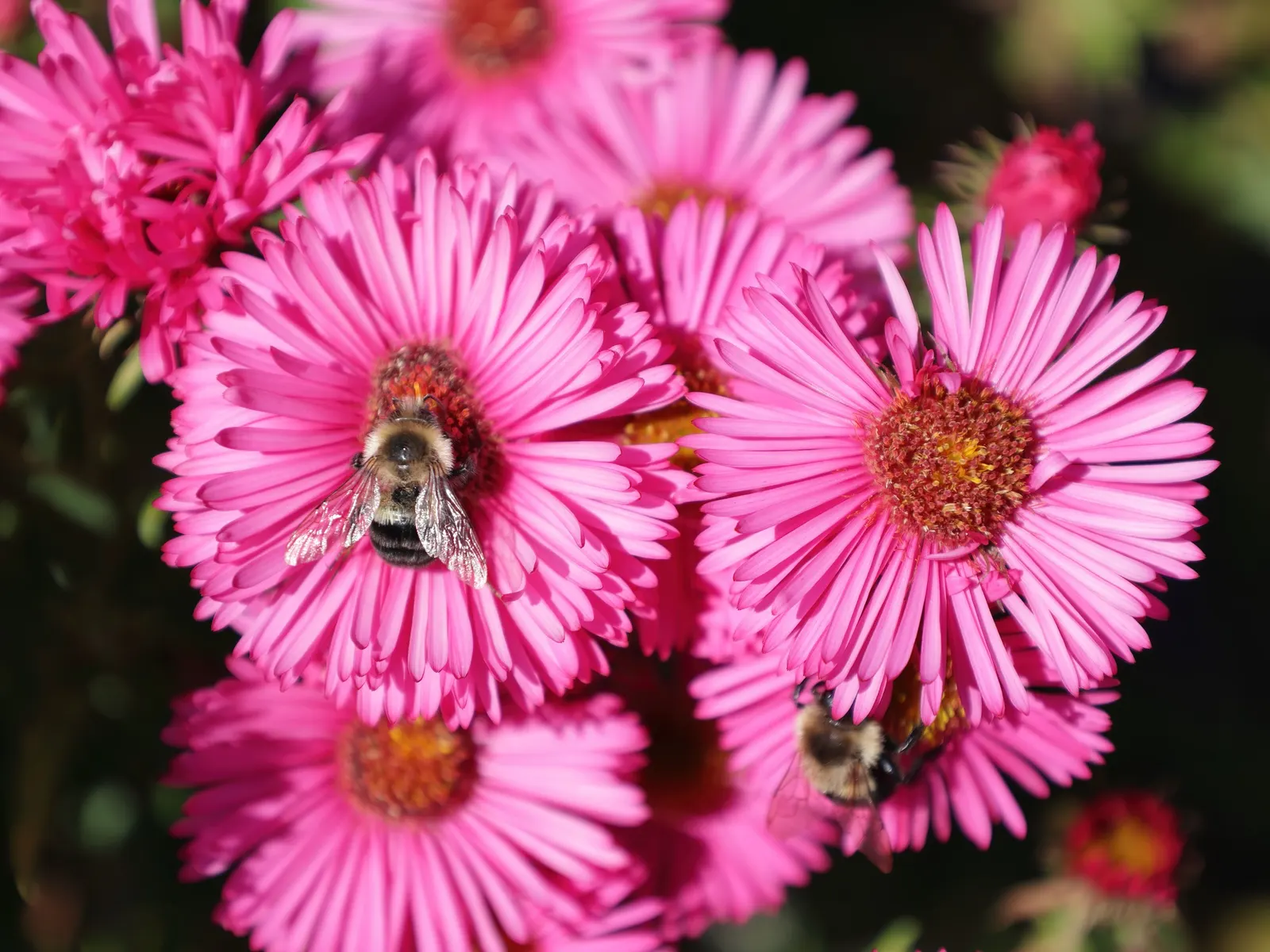 September Ruby New England Aster (Aster Novae-Angliae 'September Ruby') — is a vibrant perennial that adds a flush of deep pink to ruby-red hues to the autumn