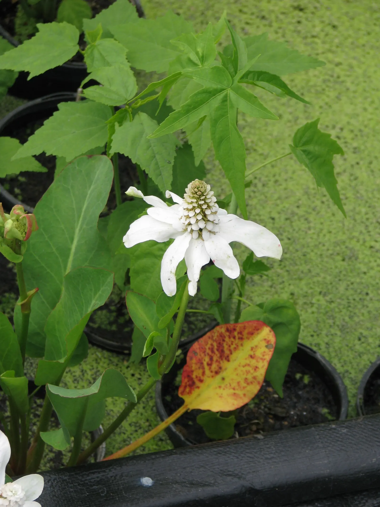 Yerba Mansa (Anemopsis Californica) — The plant's unique sprawling habit; enhancing both the ecosystem and garden aesthetics