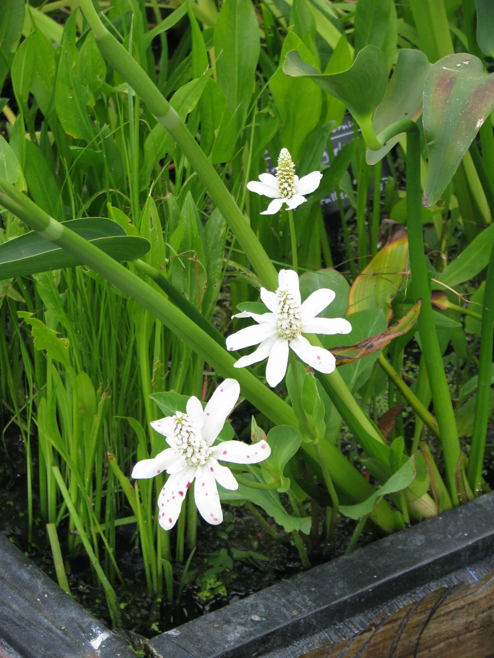 Yerba Mansa (Anemopsis Californica) — aquatic / perennial with white blooms; native to the Southwestern United States and parts of Mexico