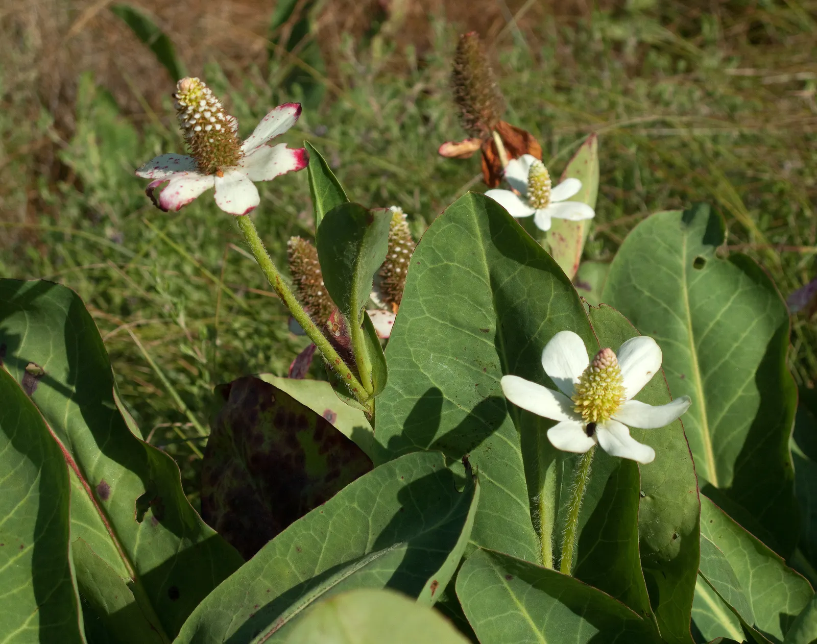 Yerba Mansa (Anemopsis Californica) — Mature plants reach 1-2 feet high and spread 2-3 feet wide, offering ground cover and attracting pollinators