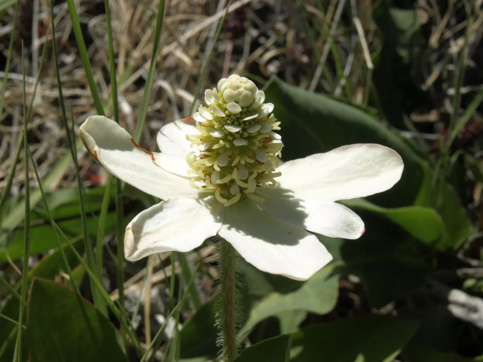 Yerba Mansa (Anemopsis Californica) — growing 6 to 12 inches in height and spreading up to 24 inches; additionally, it's drought-tolerant, although regular