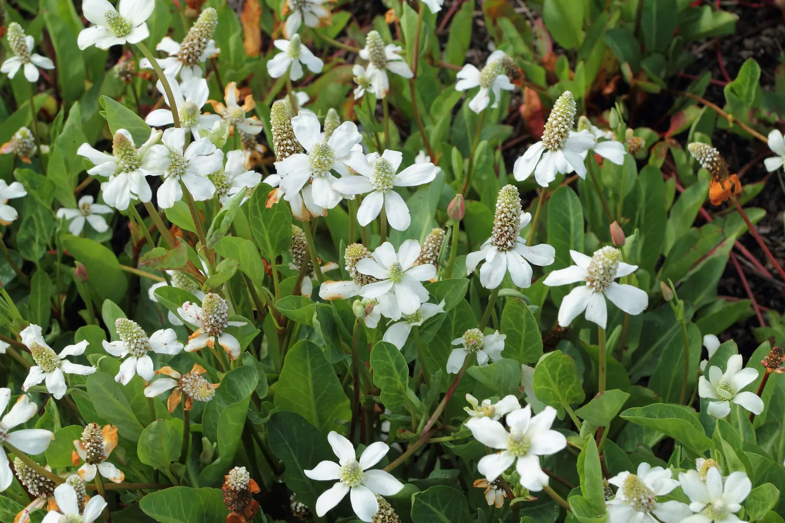 Yerba Mansa (Anemopsis Californica) — Additionally, it's drought-tolerant, although regular watering will promote more lush growth; thrives in full sun to