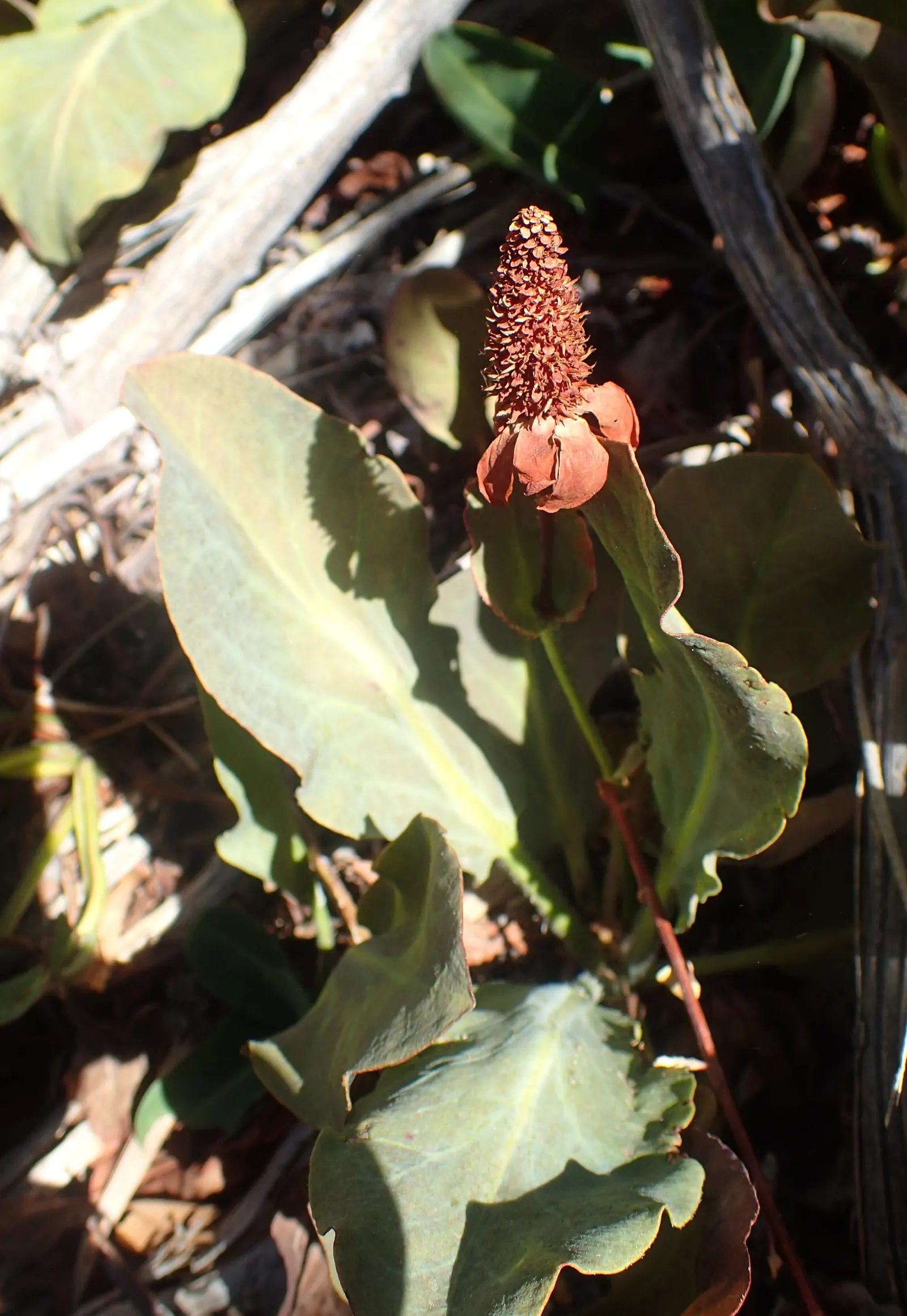 Yerba Mansa (Anemopsis Californica) — Yerba Mansa (Anemopsis californica) is an herbaceous perennial native to Southwestern US; mature plants reach, image 35