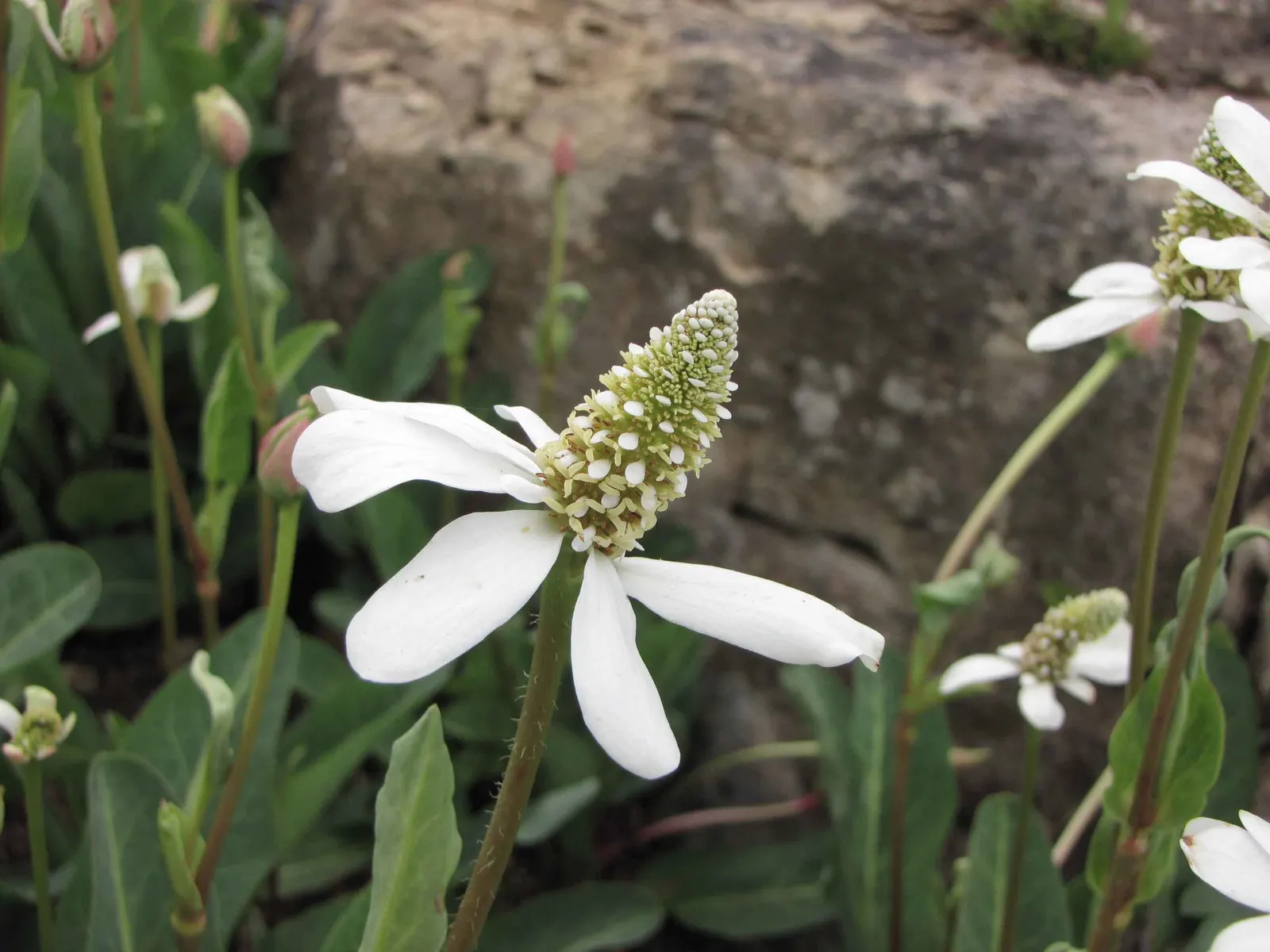 Yerba Mansa (Anemopsis Californica) — Mature plants reach 1-2 feet high and spread 2-3 feet wide, offering ground cover and attracting pollinators, image 38