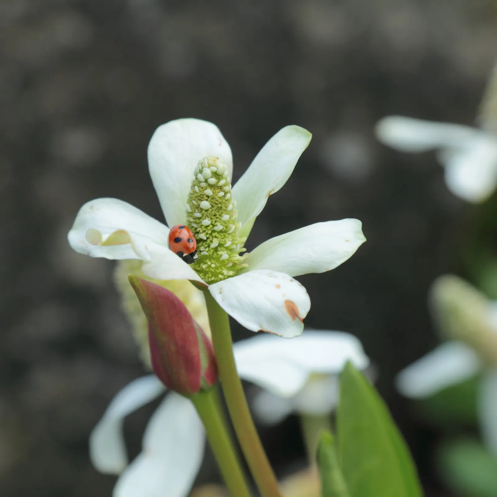 Yerba Mansa (Anemopsis Californica) — year-round point of interest in any garden setting; this makes it an ideal choice for water features or rain gardens
