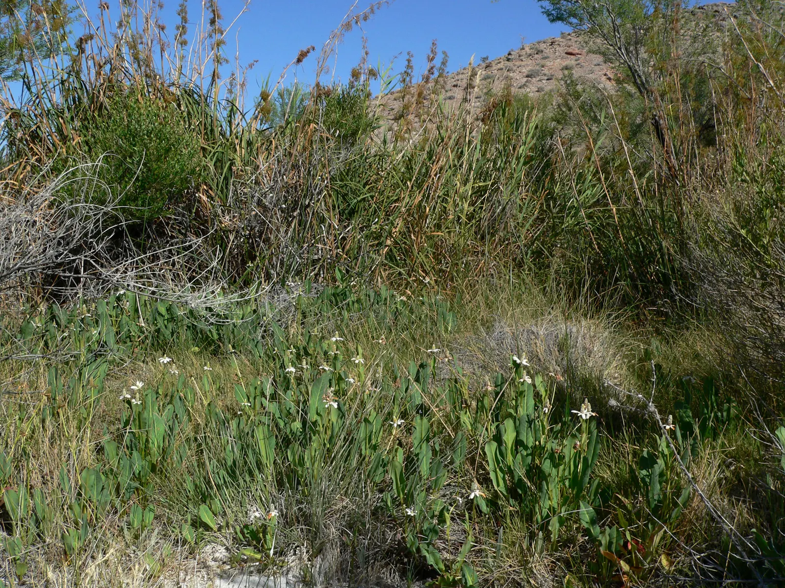 Yerba Mansa (Anemopsis Californica) — Yerba Mansa (Anemopsis californica) is an herbaceous perennial native to Southwestern US; mature plants reach 1-2 feet