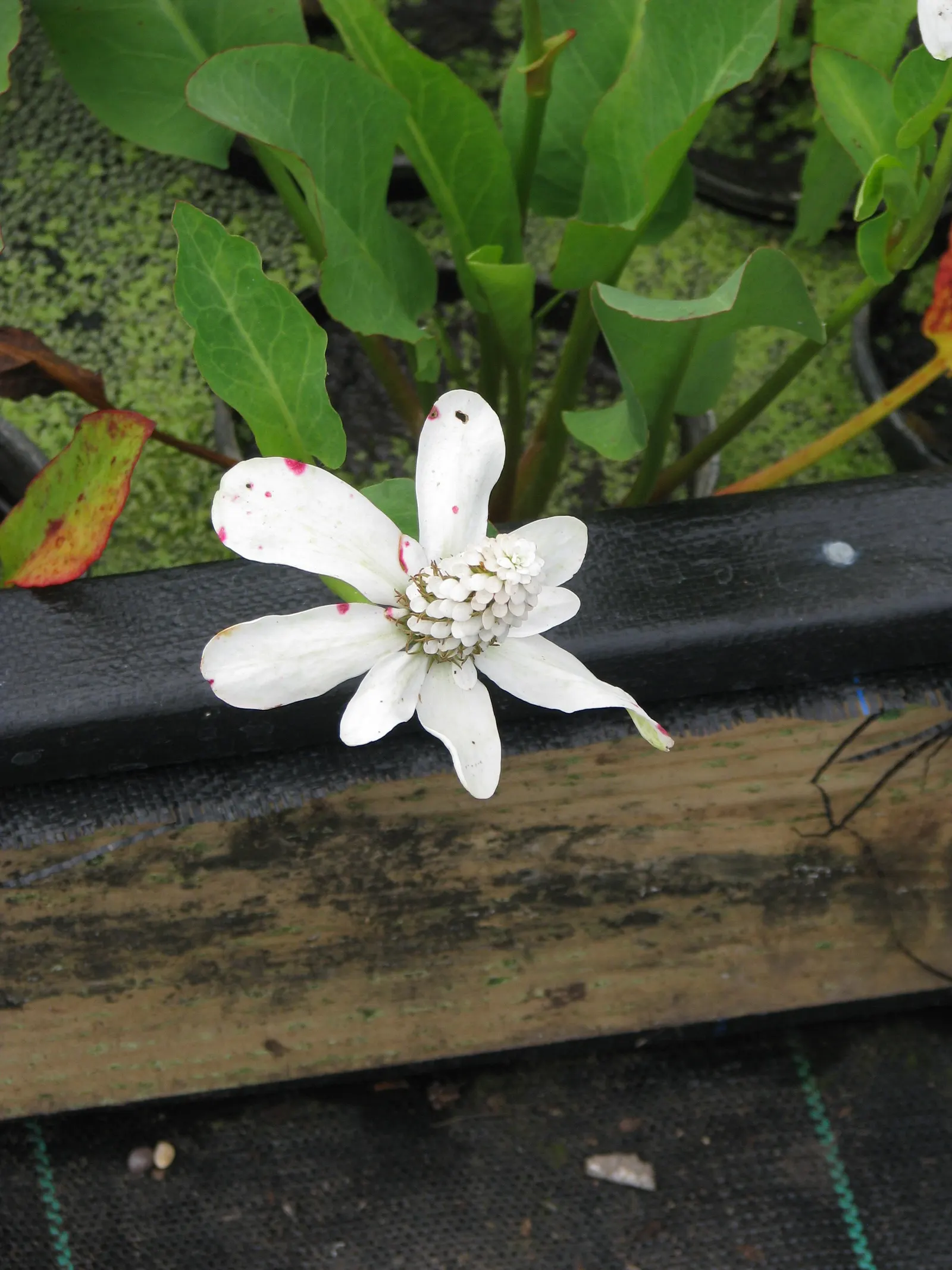 Yerba Mansa (Anemopsis Californica) — These blooms are not only visually appealing but also emit a pleasant