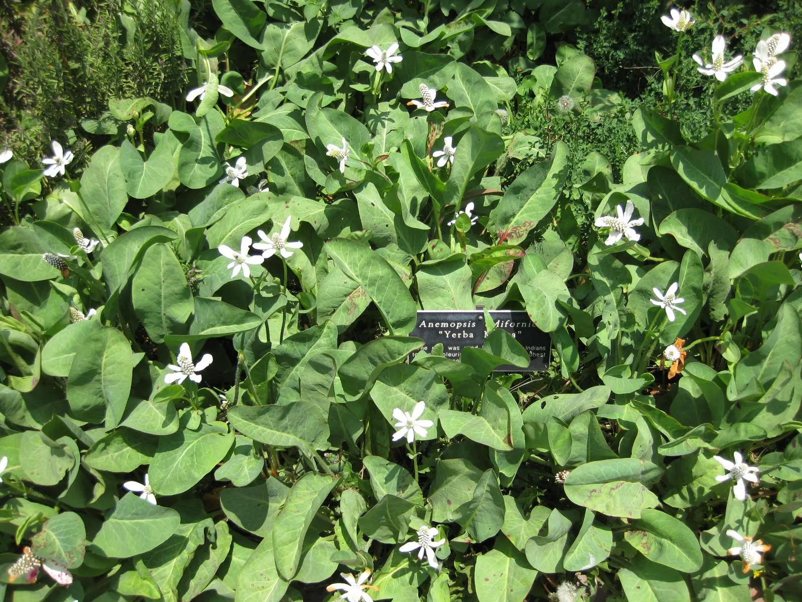 Yerba Mansa (Anemopsis Californica) — white flowers in the garden