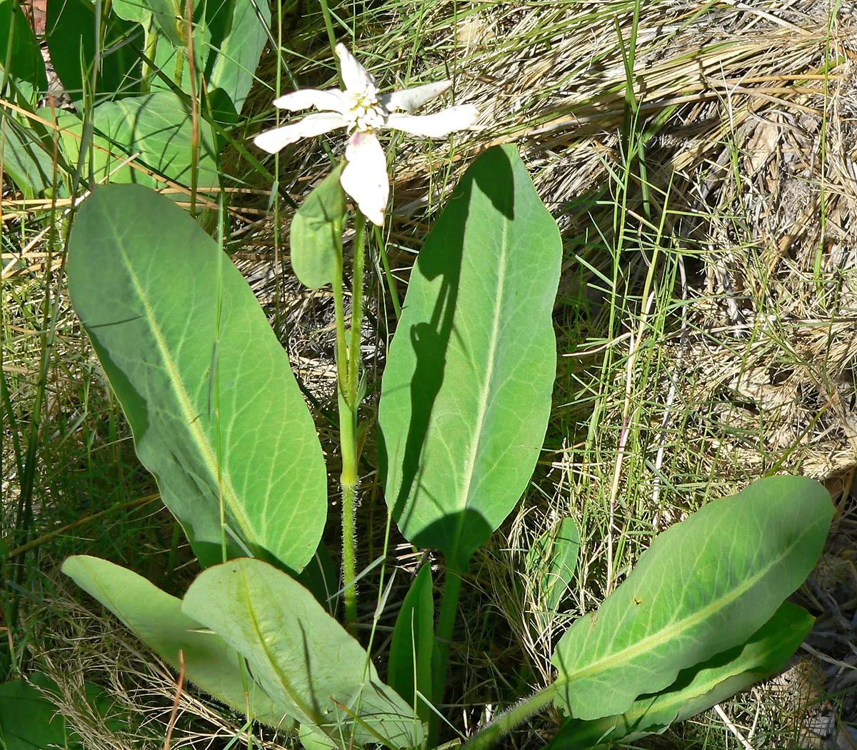 Yerba Mansa (Anemopsis Californica) — thrives in full sun to partial shade