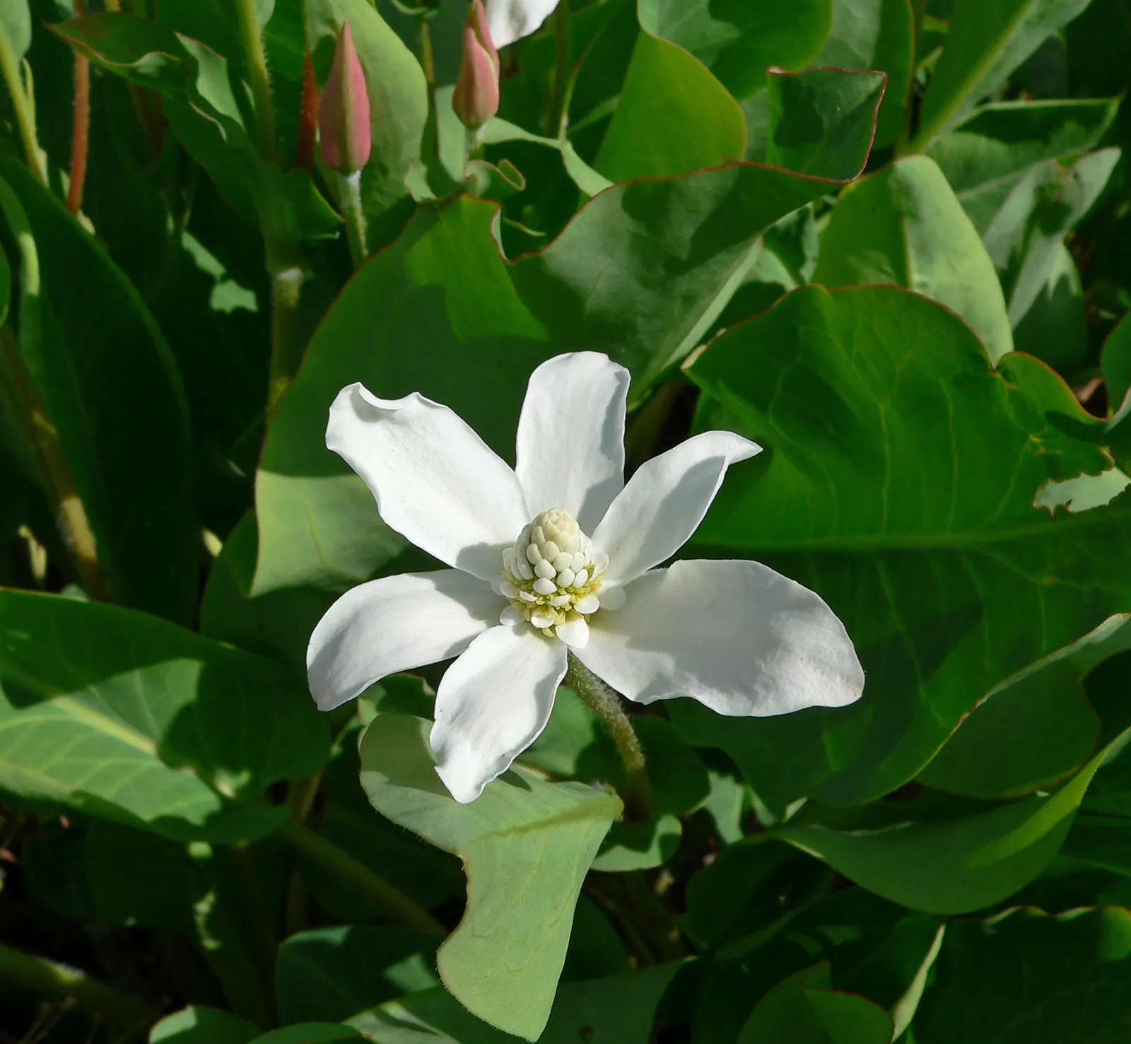 Yerba Mansa (Anemopsis Californica) — Additionally, it's drought-tolerant, although regular watering will promote more lush growth
