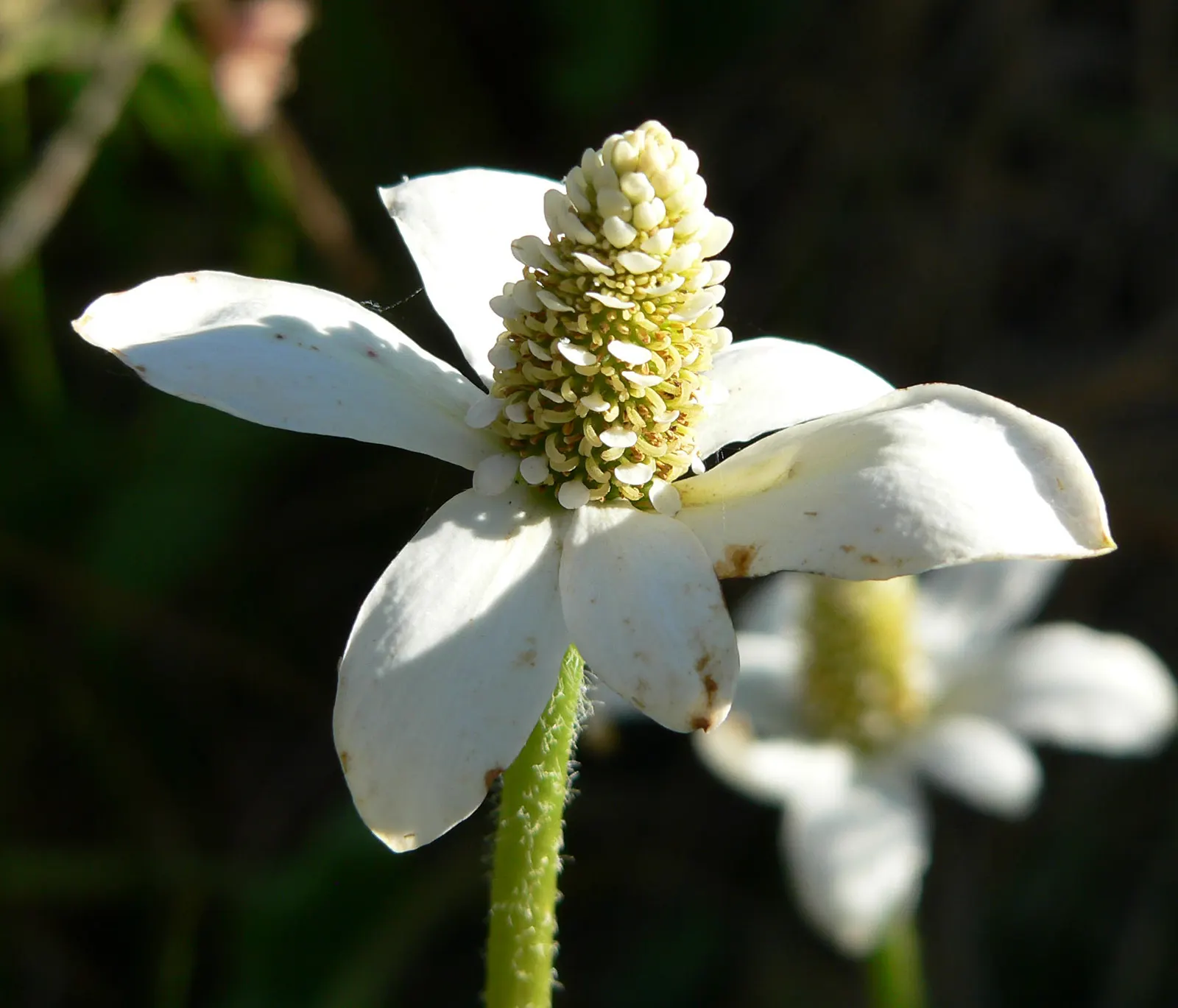 Yerba Mansa (Anemopsis Californica) — growing 6 to 12 inches in height and spreading up to 24 inches