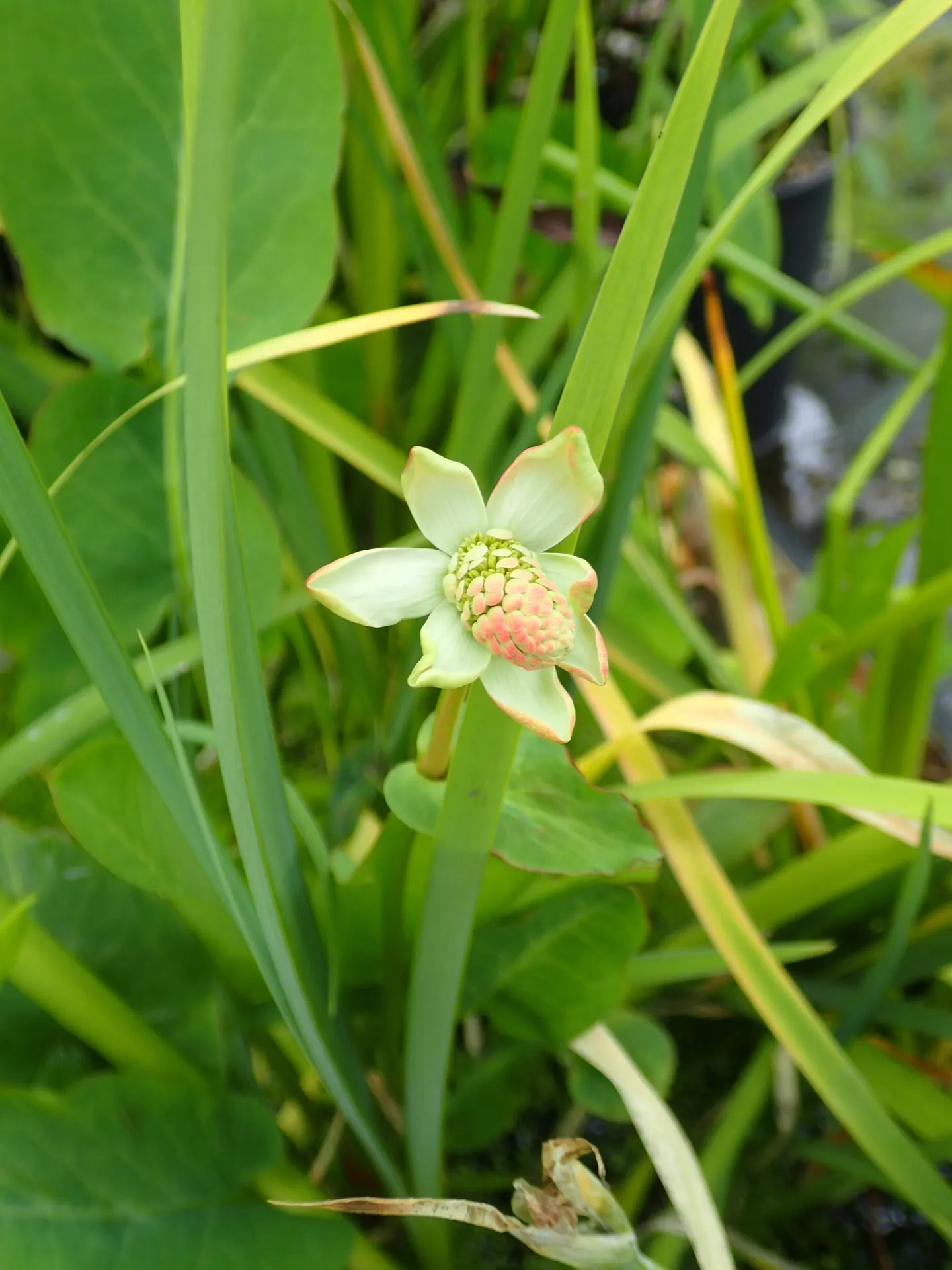 Yerba Mansa (Anemopsis Californica) — enhancing both the ecosystem and garden aesthetics