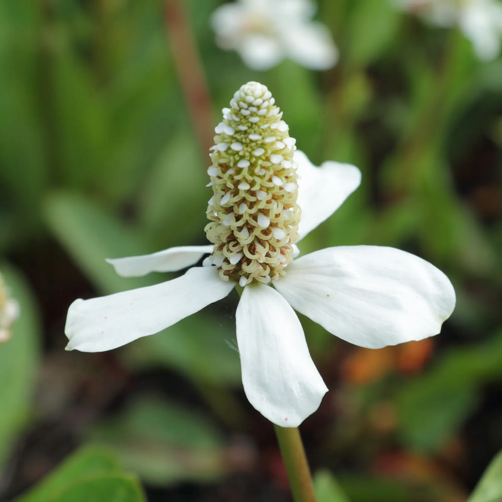 Yerba Mansa (Anemopsis Californica) — aquatic / perennial for full or half or shade; year-round point of interest in any garden setting
